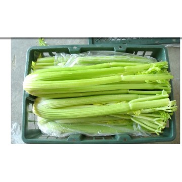 New Crop Export Fresh Good Quality Delicious Celery