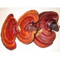 Hot Sale Factory Supply Directly 100% Natual Ganoderma Extract