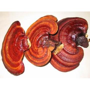 Hot Sale Factory Supply diretamente 100% Natual Ganoderma Extract