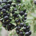 Export Dried Black Goji Berry for Tea