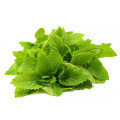 Health Supplement Raw Material lemon balm powder