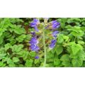 Salvia Miltiorrhiza Extract 20 Tanshinone