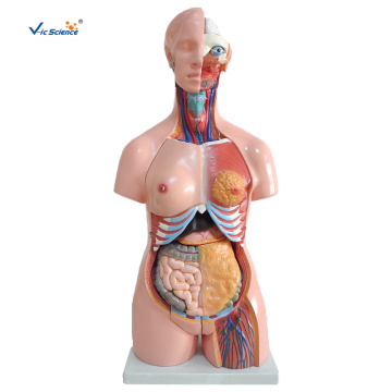 85CM Tri-sex Torso 21 Parts