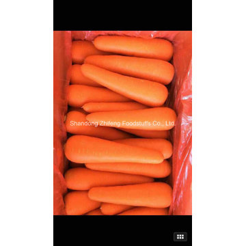 Shandong Yellow and Fresh Carrot