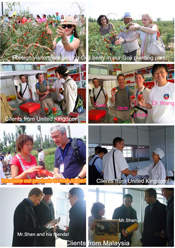 Goji berry Foreign clients visiting