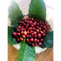 Organic Arabica Coffee Beans