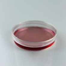 35 mm Petri Dish Sterile