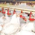 Auto Poultry Drinking System for Chicken Farm