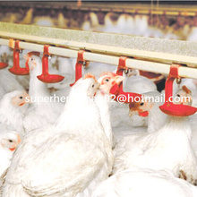 Système d&#39;abreuvement automatique de volaille pour la ferme de poulet