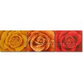 New Design Popular Rose Oil Painting (FL3-214)