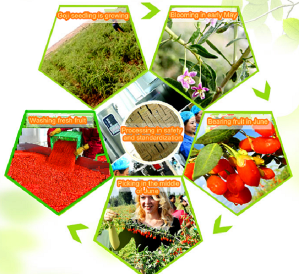 Organic Goji Wolfberry Planting Circle