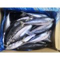 Seafrozen Pacific Mackerel