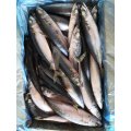 Seafrozen Pacific Mackerel