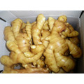 export to middle east market Fresh ginger