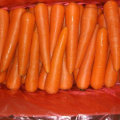 New Harvest Good Quality of Fresh Carrot