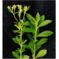 Stevia edulcorantes stevia azúcar stevia tabletas