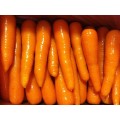 New Crop Fresh Carrot S Grade