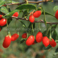 Medlar High Quality Organic Goji Bessen