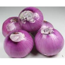 Onion Extracts