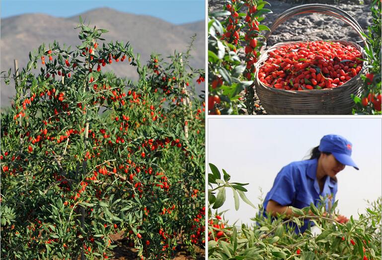 Goji Farm