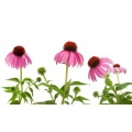 Echinacea Purpurea Extract Powder