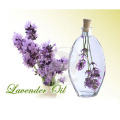 wholesale pure lavender french essential oil