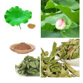 weight loss lotus leaf extract