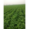 Chinese Fresh Carrot, 2016 New Crop Carrot of Shandong Province