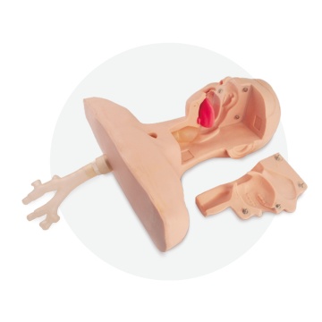 Sputum Suction Training Model