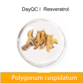 Organic resveratrol polygonum cuspidatum root extract