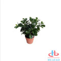 Artificial Potted Plants in Mini Modern Planter Pots