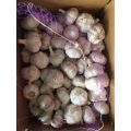 Super Fresh Garlic Normal White