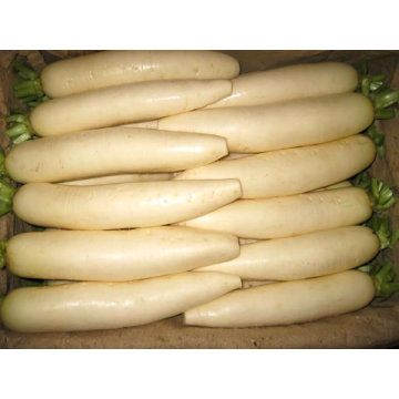 China 2015 Fresh White Radish