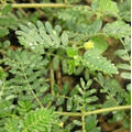 Extrait de plantes naturelles extrait extrait de Tribulus Terrestris (99%)