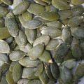 Good Quality Pumpkin Seeds Kernals