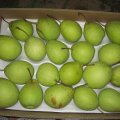 Good Quality of Fresh Green Ya Pear