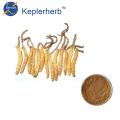 MASS SALE cordyceps mushroom powder