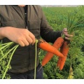 Good Harvest of Fresh Carrot