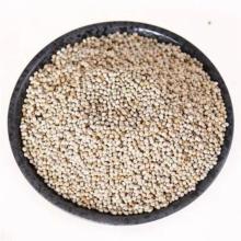Polvo de semilla perilla de alta calidad