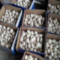 New Crop Fresh Garlic Best Factory Price