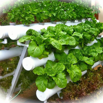 Homemade Vertical A-Frame hydroponic Gardening system