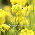 Naturaleza multiflora abeja miel