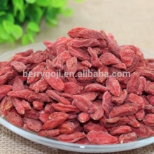 Sun Dried Goji berries in farm