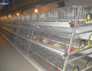 Broiler farming equipment