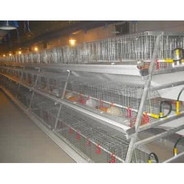 A Type Broiler Chicken Equipment