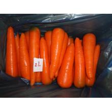 carotte de frais légume frais destinés à l’exportation
