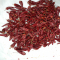 Sementes de pimenta Yidu Chili