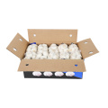 Super Quality Chinese Fresh Garlic to Europe Market