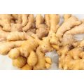 Carton Packing Good Quality Fresh Ginger