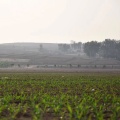 sweet corn kernels for sale